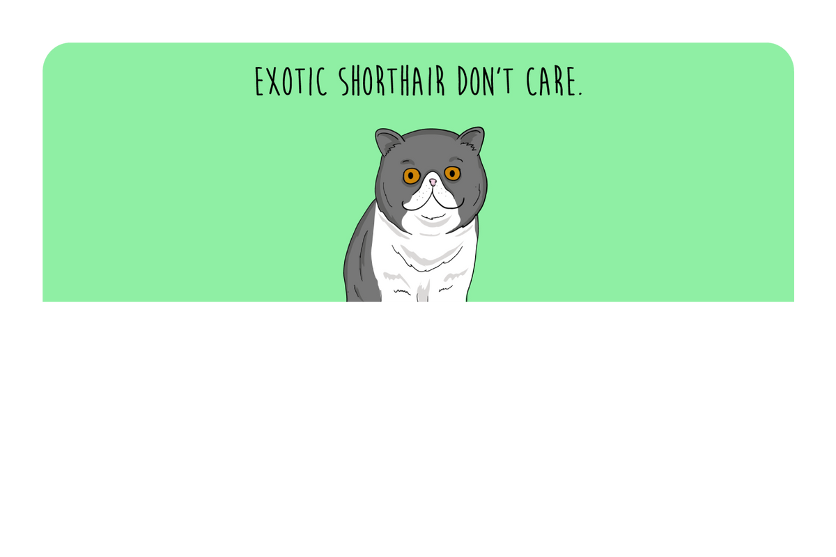 Exotic Shorthair don't care