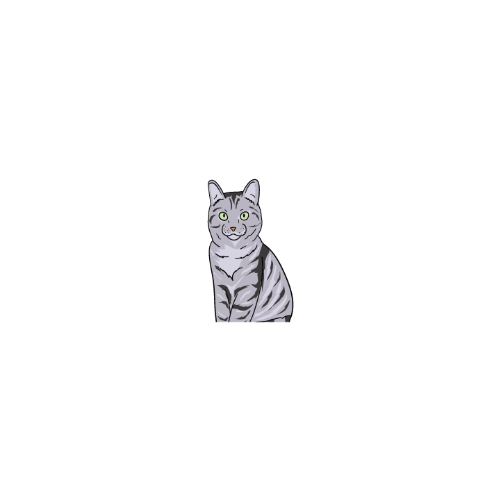 American Shorthair