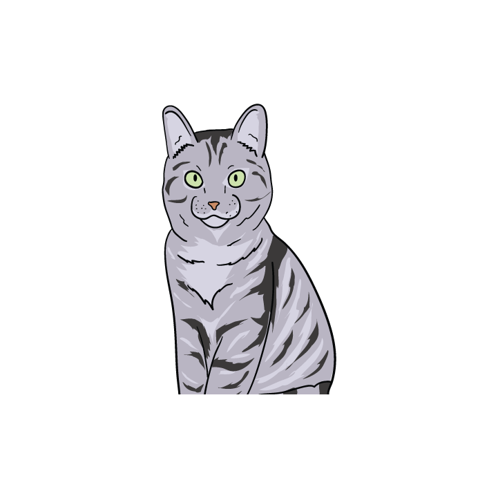 American Shorthair