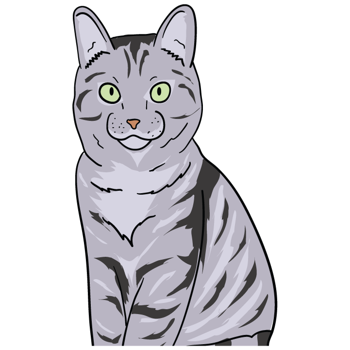 American Shorthair