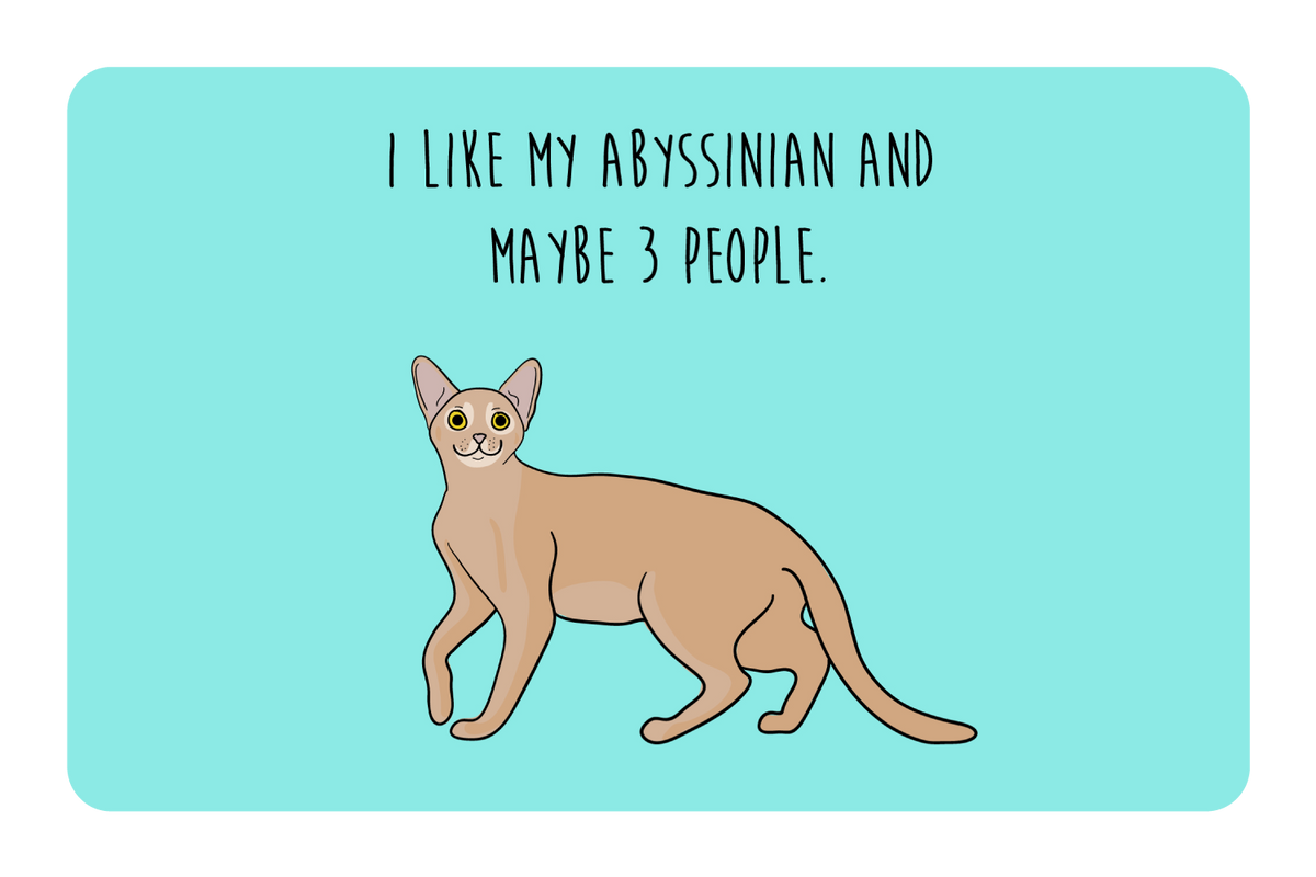 I like my Abyssinian and maybe 3 people