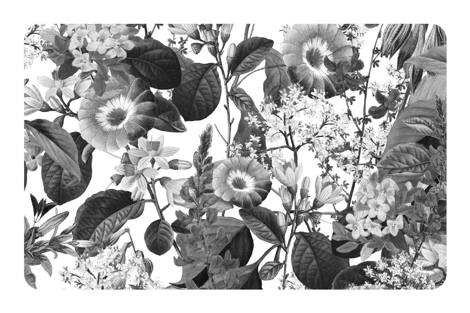 Black and White Floral