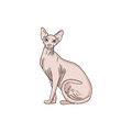 Sphynx