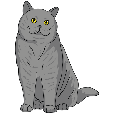 British Shorthair